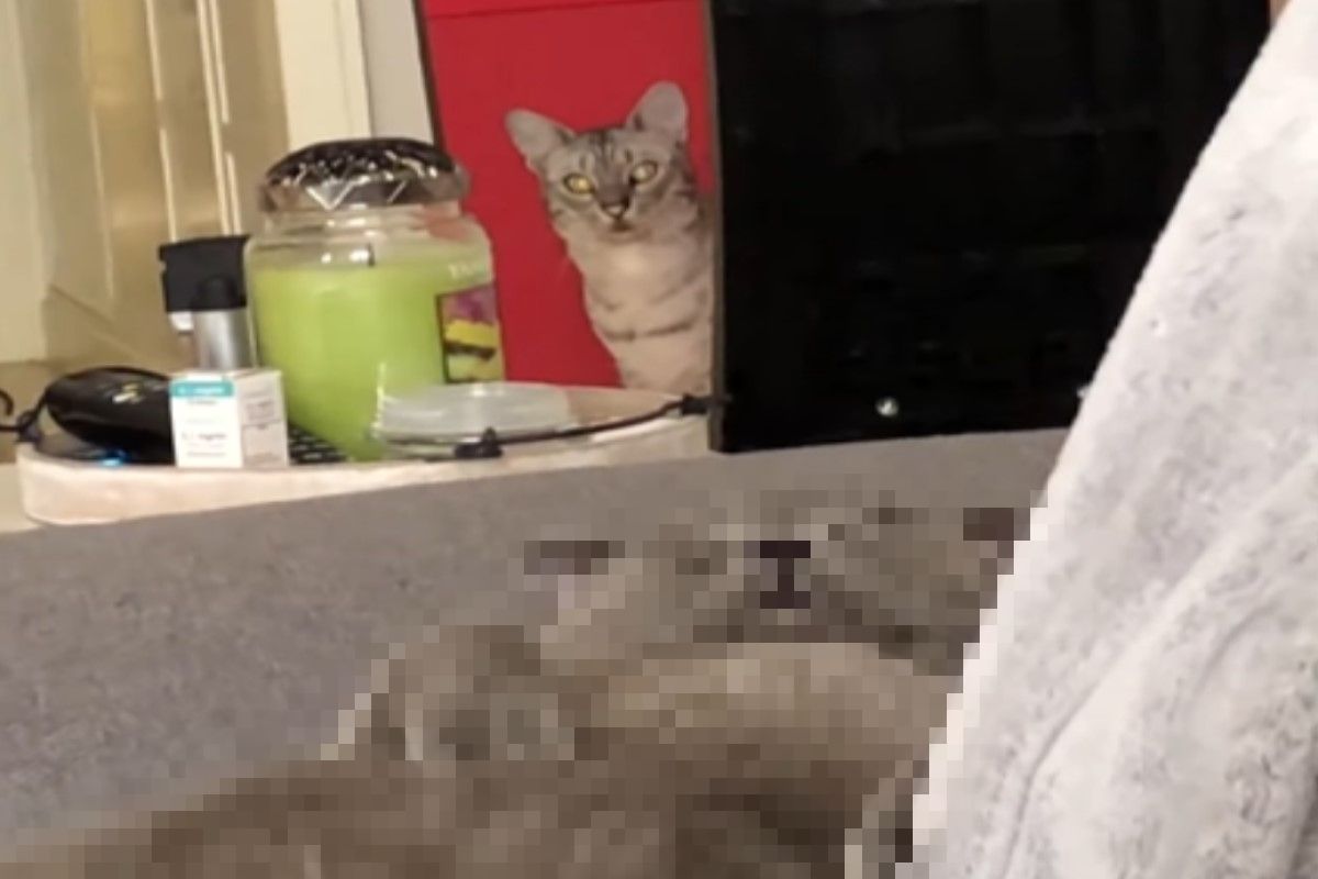 貓咪努力踩滾輪運動，而另一隻貓卻在沙發上爽睡。（圖／FB @Elizabeth Ferreira）