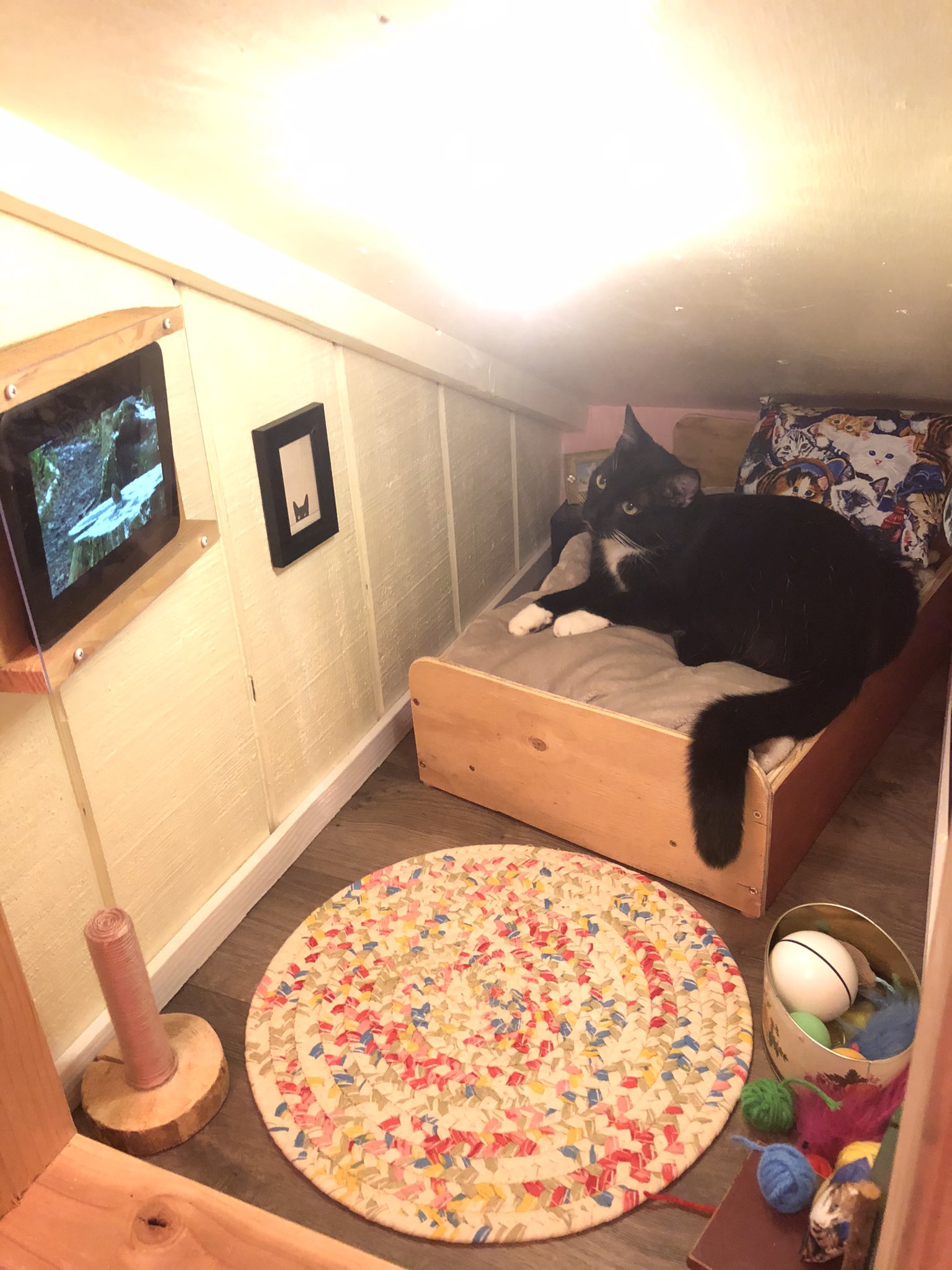 貓咪使用房間的模樣。（圖／Twitter＠ CinnamonBear）