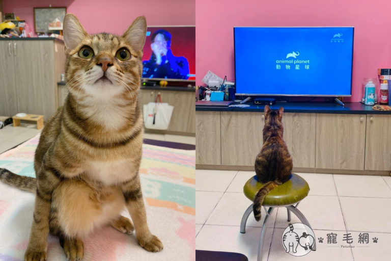 媽媽擔心貓咪坐地上看電視會斜視，搬來椅子後貓立刻坐上去！（圖／Facebook＠ 徐瑜瑄）