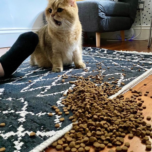 奴才打翻飼料「大放送」　貓皇露Ｏ型嘴：幸福來得太突然！