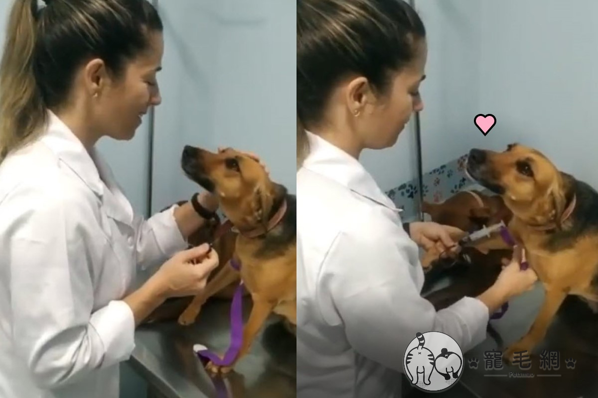 巴西一隻狗狗抽血時，不僅不吵鬧，反而深情地看著獸醫師！（圖／IG @letipiccoli授權提供）