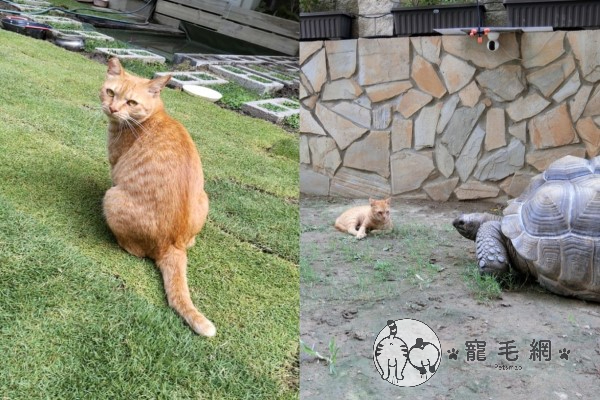 浪橘遇「石頭」塞爆紙箱　1年後帶小貓入住並治好屋主過敏！