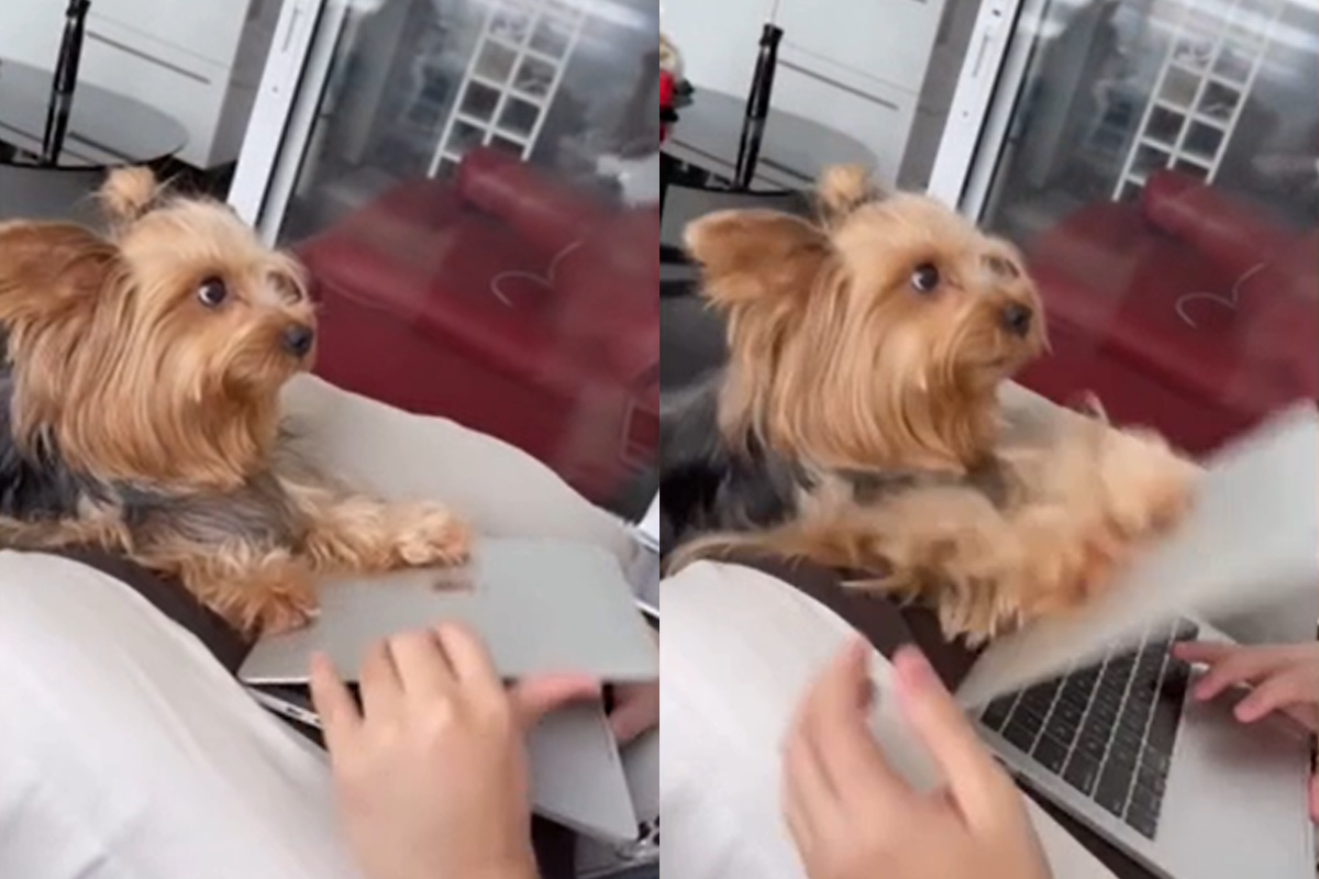 汪星人要鏟屎官別再工作，猛關筆電：拜偷陪我玩！（圖／美聯社AP+Viralpress 授權）