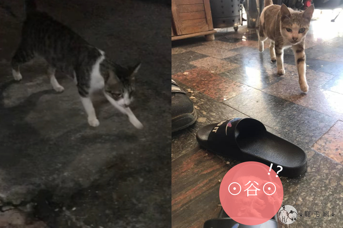 浪貓好心送來禮物，可東西卻超驚人！（圖／網友陳亭宇授權提供）