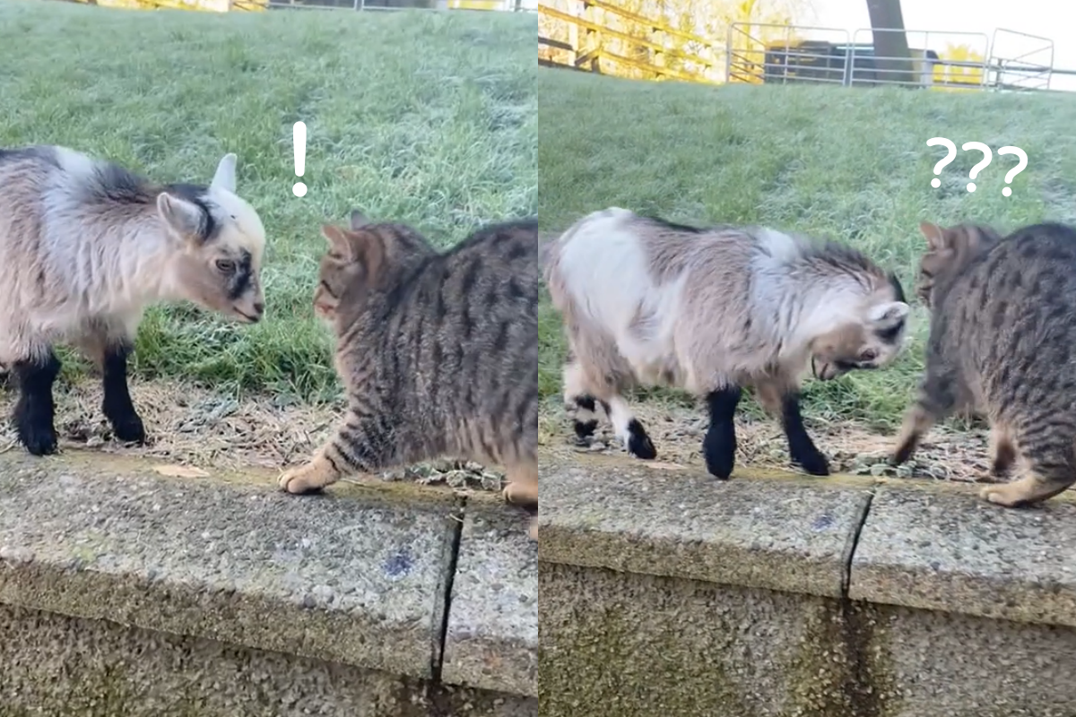 羊羊跟貓打招呼卻突然變頭槌，還一路追著追擊貓咪跑。（圖／TiKTok @ rosiethepygmygoat）