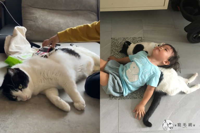 網友楊小姐家養了一隻賓士貓，任憑小孩在自己身上玩車，名符其實的「天使喵」。（圖／粉專Mini&Cooper授權提供）