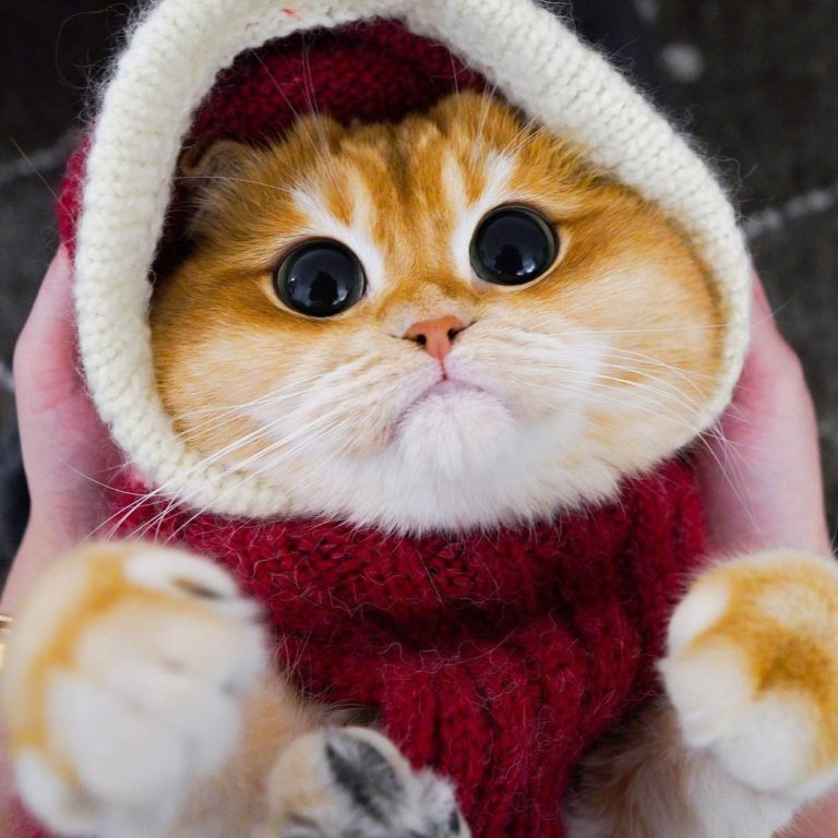 右邊的肉肉溢出了帽子,讓人非常想捏!(圖/Instagram@ pisco_cat)