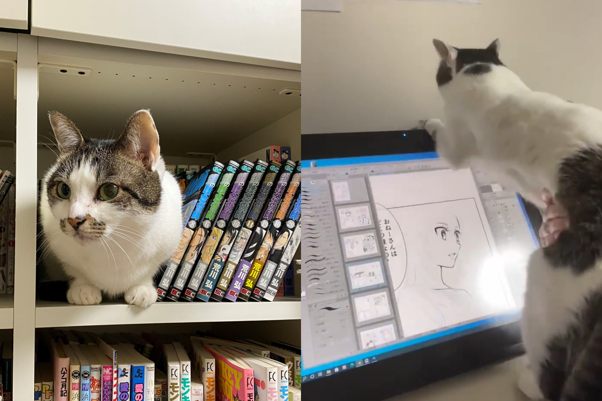 奴才想讓貓離開電繪板，抓牠卻像液體一般流回原處！（圖／Twitter ＠ sanriyoko）