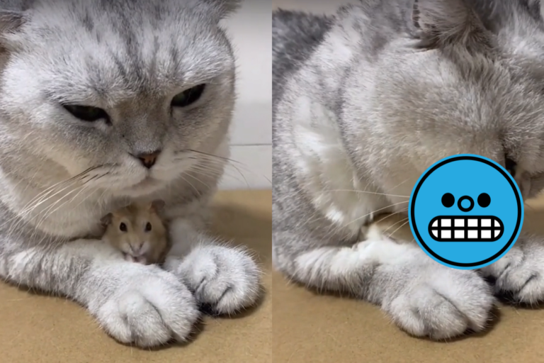 貓皇張口含住鼠寶，嚇得牠僵硬三秒鐘！（圖／TiKTok@ leonanc）
