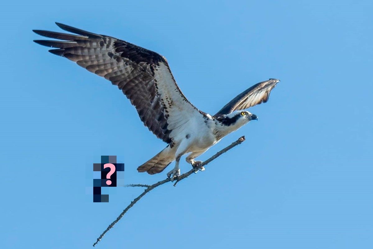 魚鷹正抓著樹枝飛行，卻有人偷偷在後面「搭便車」！（圖／FB @Jocelyn Anderson Photography）