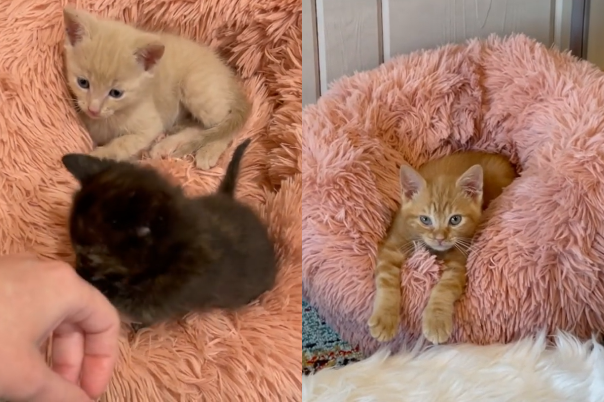 橘貓想睡打哈欠，竟意外朝鏡頭畫了一顆愛心！（圖／Instagram@ kitten.nuggets）