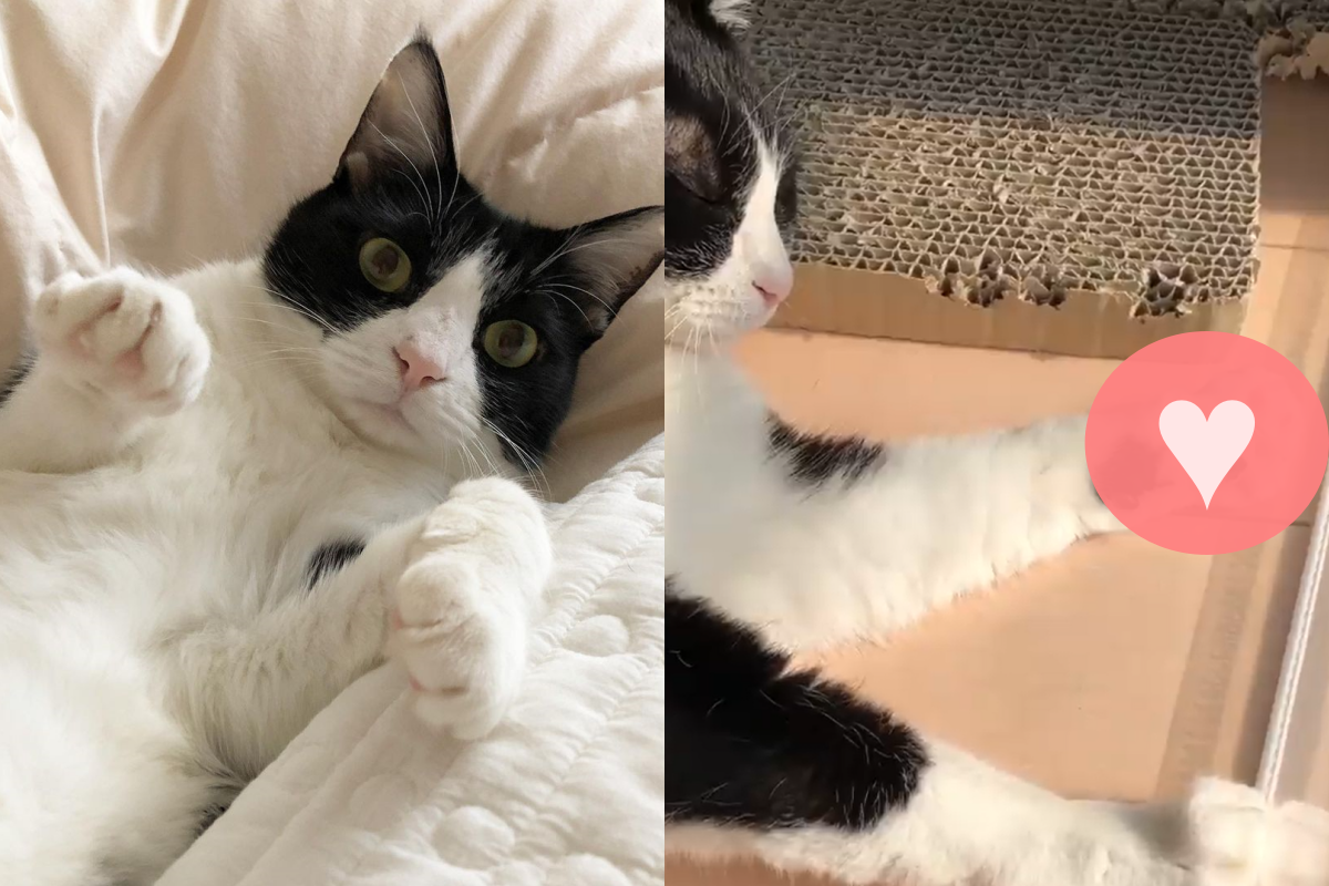 賓士貓睡夢中小肉掌不停開花超可愛！（圖／Instagram＠ nyatsu_petite_peche）