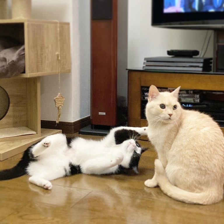 這是家裡的兩隻貓貓，左邊是「山茶花」、右邊是「櫻子」。（圖／Instagram ＠chieppen）