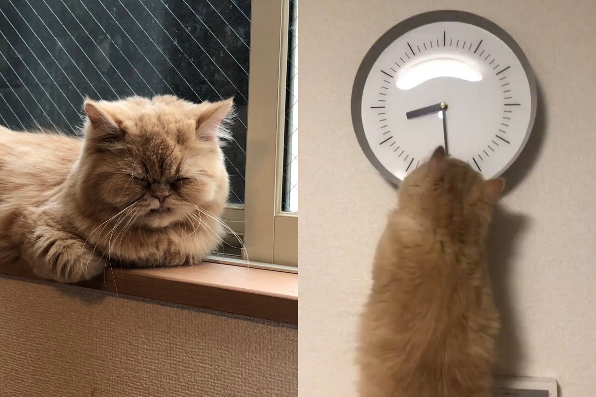 奴才驚見家裡貓咪爬上高台玩時鐘！（圖／Twitter@ kameike）