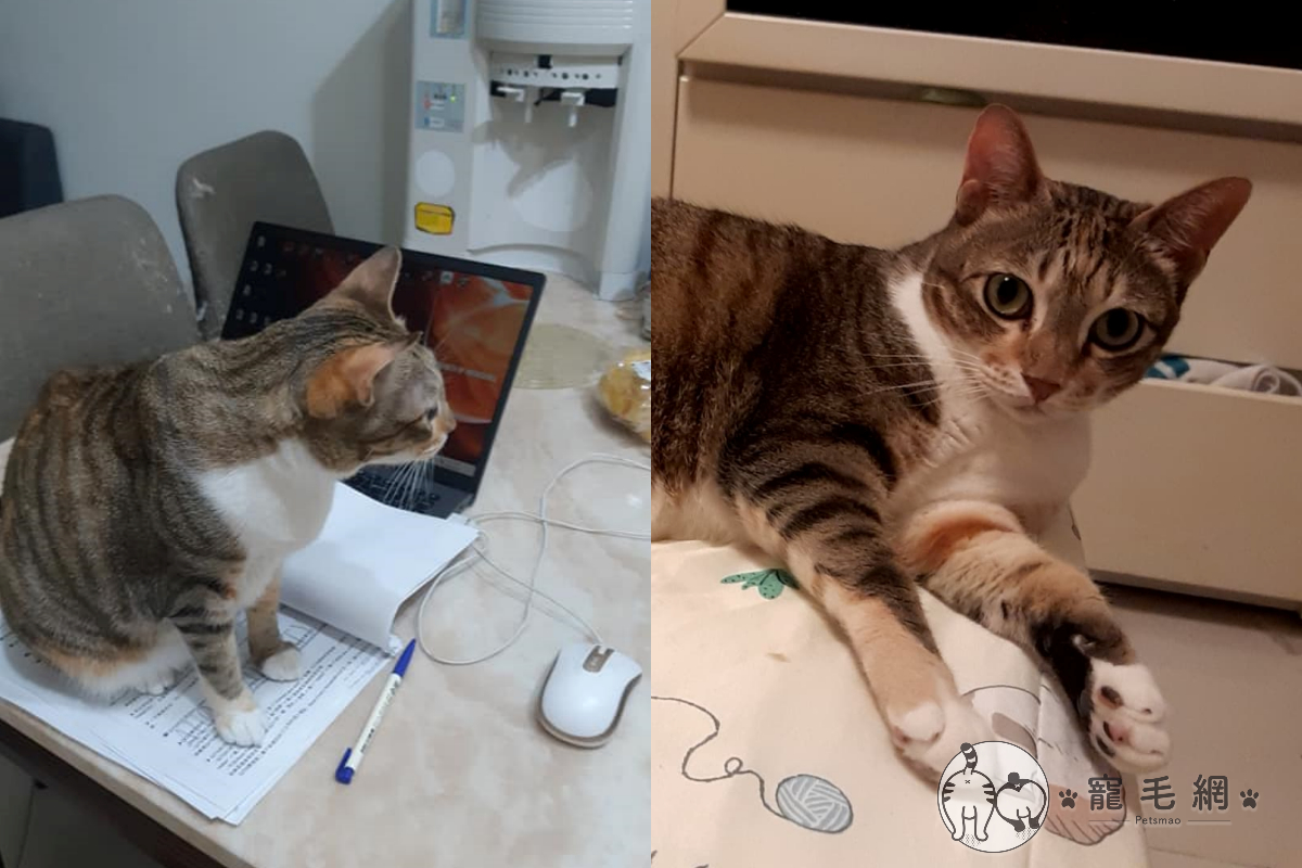 奴才在家辦公，開會資料放哪邊貓貓就往哪邊坐！（圖／網友鄭文珍授權提供）