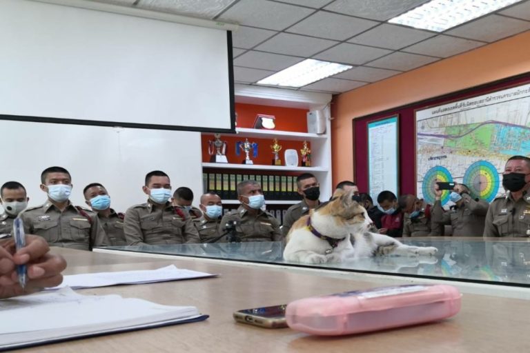泰國一隻三花貓闖入警察局的例會裡，與員警一起聽報告！（圖／FB @แมวโรงพัก）