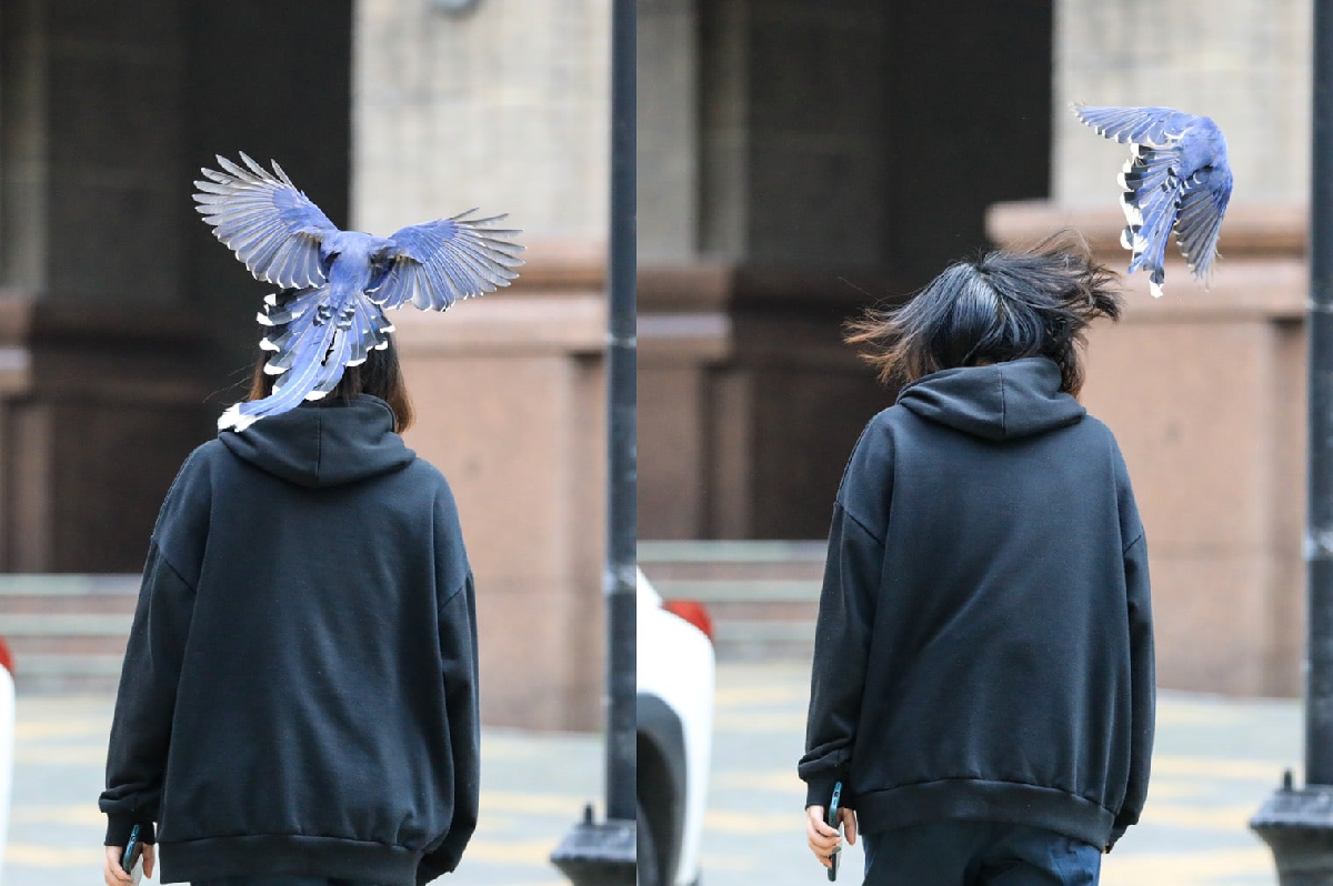 陽明山上的文化學生，日常生活就是被國寶台灣藍鵲K頭！（圖／Facebook＠ PCCUOfficial、文化大學大傳系王翔郁教授）