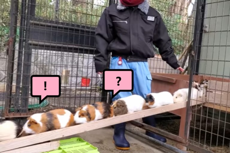 日本「市川市動植物園」還原「天竺鼠塞車」場景。（圖／Youtube @モルモル）