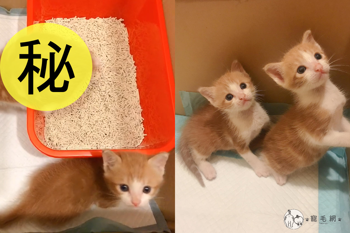 小橘貓在貓砂盆尿到一半卻「斷電睡著」，同伴一直苦等牠離開。（圖／網友@Apple Lien授權）