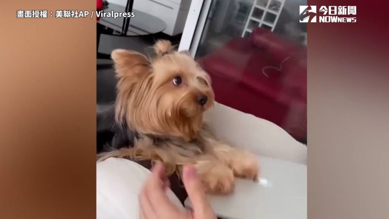 影／小狗頻打斷主人工作！手硬蓋筆電：陪偶玩