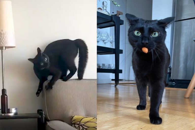 黑貓愛玩杏仁又「炸毛跑酷」　媽笑：牠怪癖很多！
