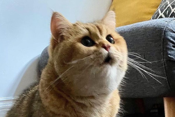 奴才打翻飼料「大放送」　貓皇露Ｏ型嘴：幸福來得太突然！