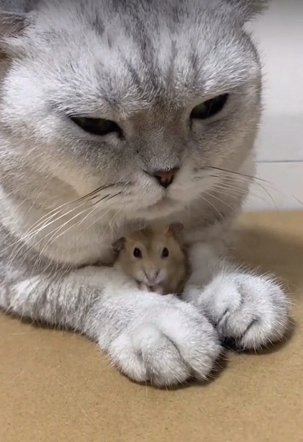 貓皇抱著鼠同伴，畫面看起來溫馨祥和！（圖／TiKTok@ leonanc）