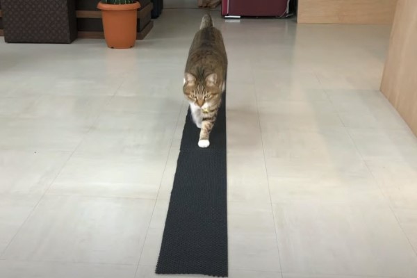 有強迫症？貓咪走路必踩色塊　實測反應讓網友都笑了！