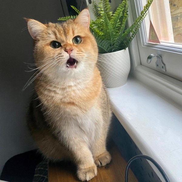 奴才打翻飼料「大放送」　貓皇露Ｏ型嘴：幸福來得太突然！