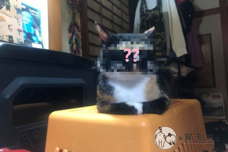 貓咪養兩年「黑口罩戴太高」　媽嘆：都不知牠有無睜開眼？
