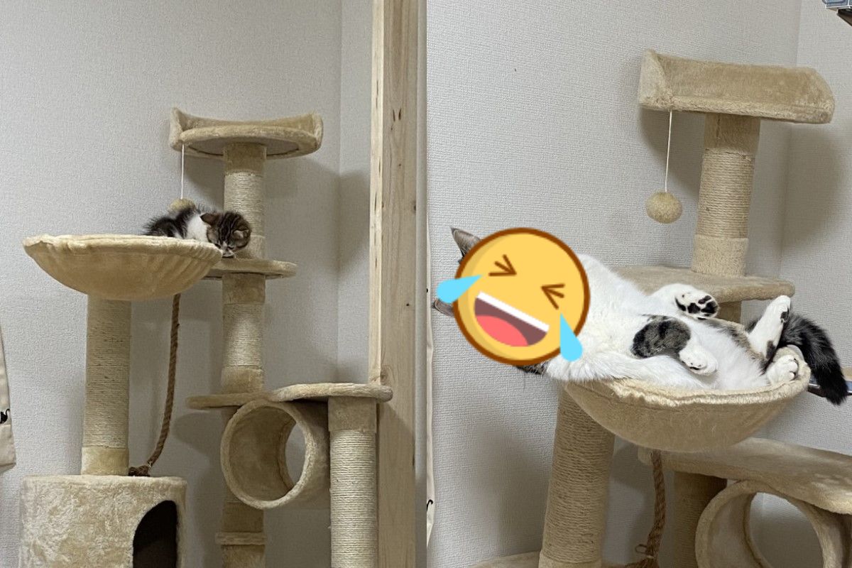 推主家的小萌貓一年後暴風式成長，對比照被網友笑說「現實太殘酷」！（圖／twitter@ torotolo106106）