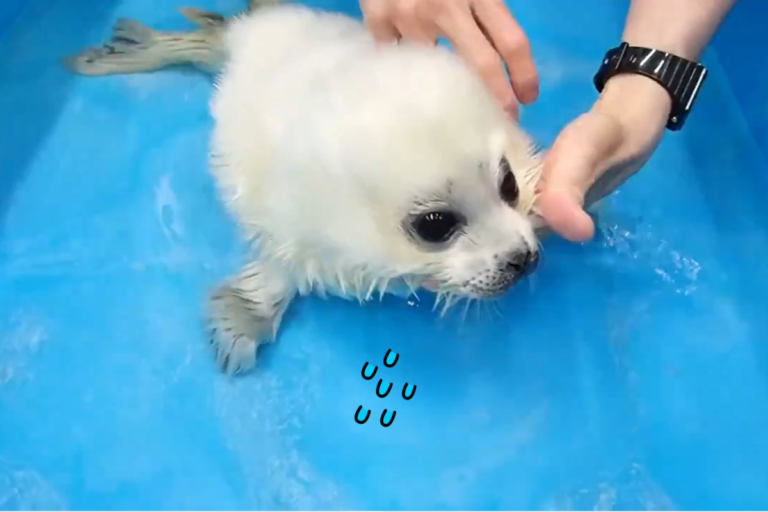 小海豹第一次下水不熟悉，被水嗆了一下。（圖／Twitter@ Osaka_Kaiyukan） 