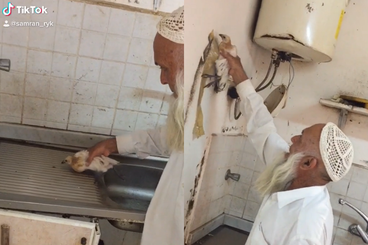 夏日家裡出現很多蚊蟲，國外伯伯靈機一動派出小雞來解決！（圖／TiKTok＠ samran_ryk） 