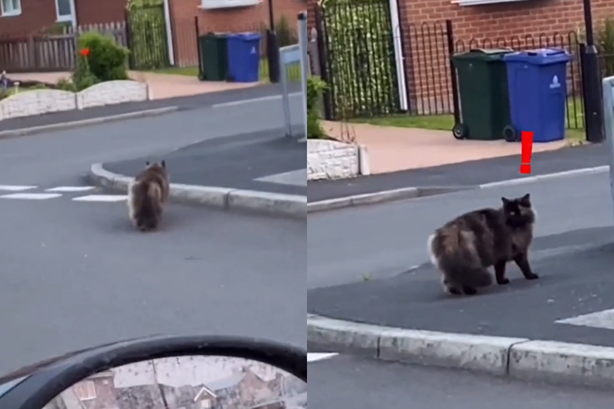 網友隨口說路邊貓咪胖，不料被聽到遭死亡視線狂掃射。（圖／TiKTok＠ spooky_pumpkin_boi） 