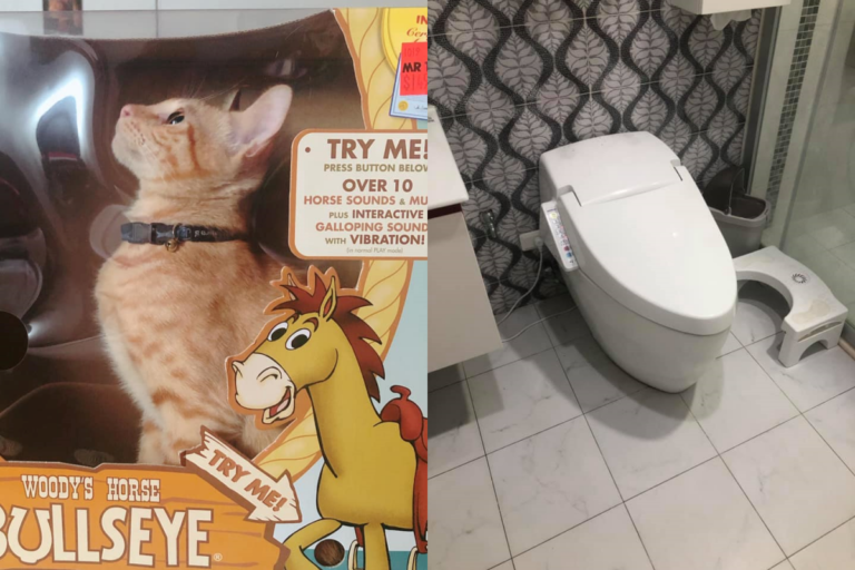 橘貓躲進廁所後消失兩天，躲在一個意想不到的地方。（圖／網友鍾米修授權提供） 