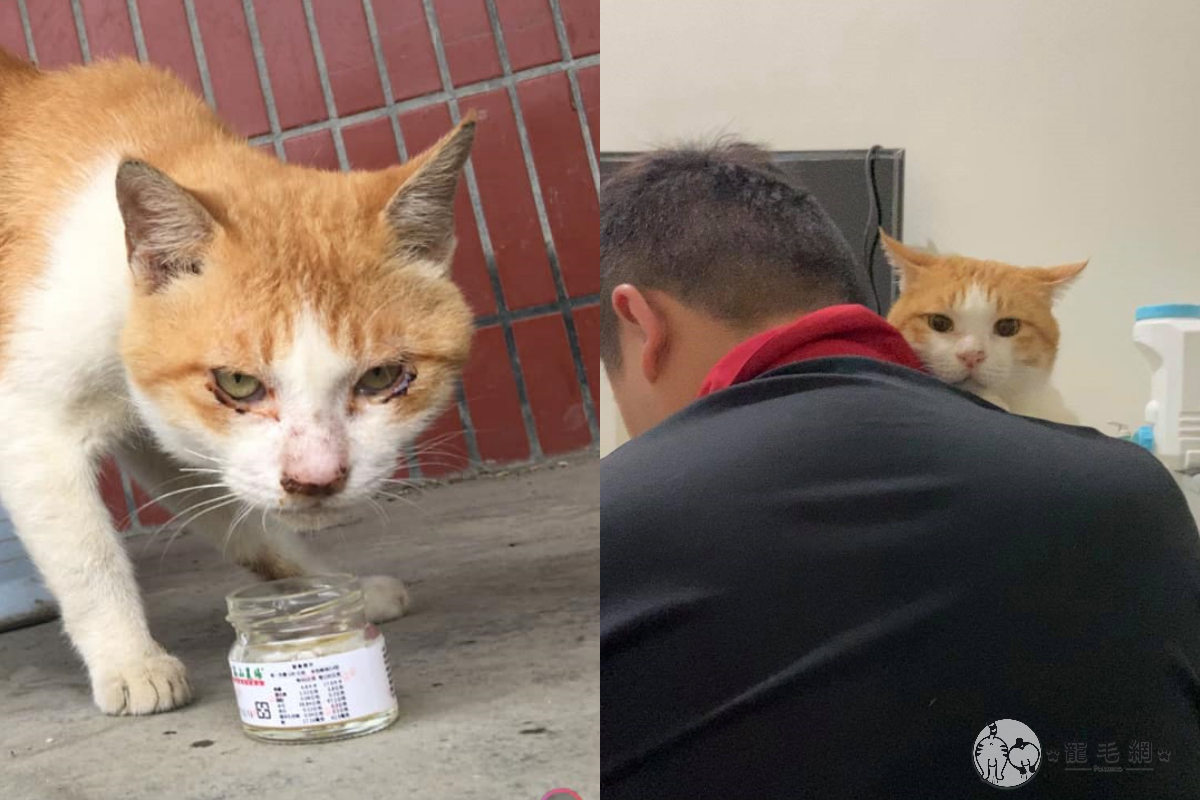 陳小姐不忍貓咪身體虛弱仍流浪在外，帶回去照顧後反被牠霸佔男友！（圖／網友陳琳媛授權提供） 