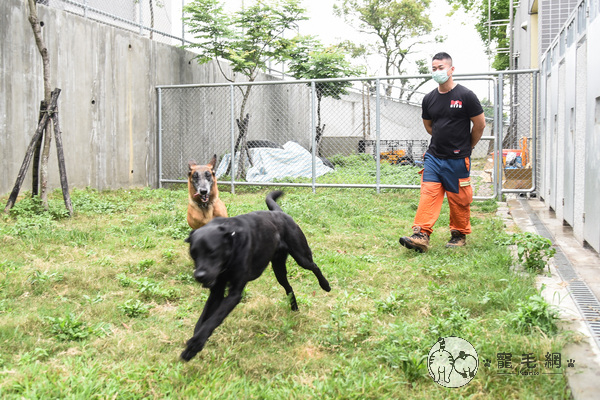 寵毛大使／搜救犬協助太魯閣號救援　隊員：牠們是無名小英雄