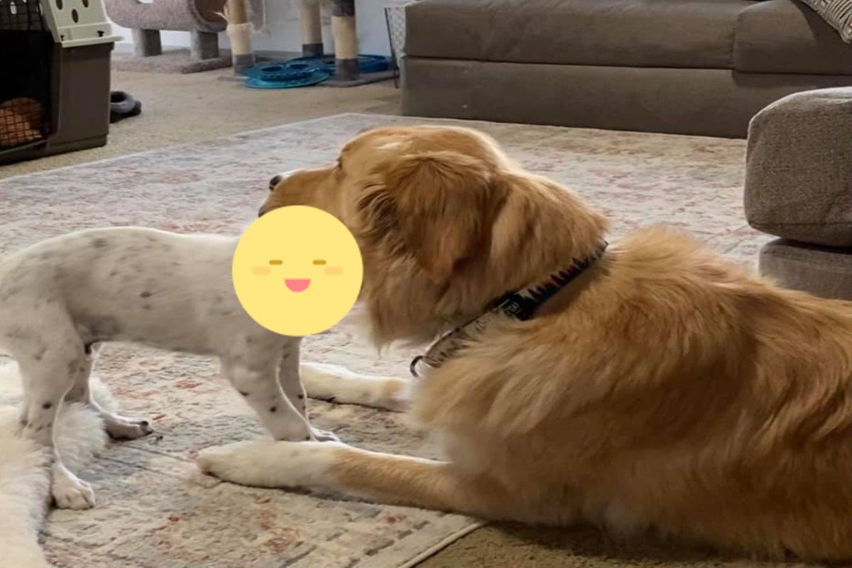 黃金獵犬日前受不了狗弟弟太調皮，竟然大口含住狗頭要牠冷靜！（圖／FB @Sara Ballance Morrow）