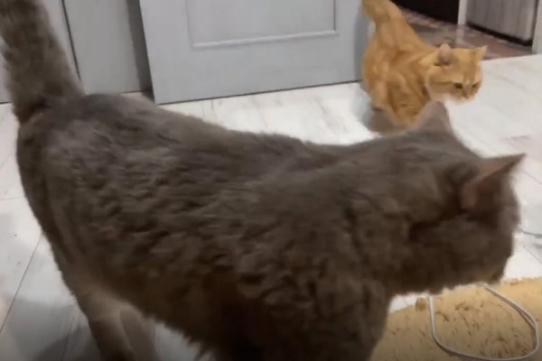 奴才一說「吃飯」兩貓立刻起身網驚：真的聽得懂？