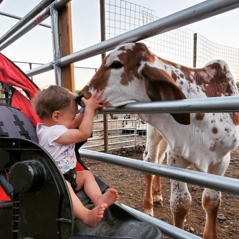 牛牛正在吸小寶寶！（圖／Instagram＠ krazywfarms）