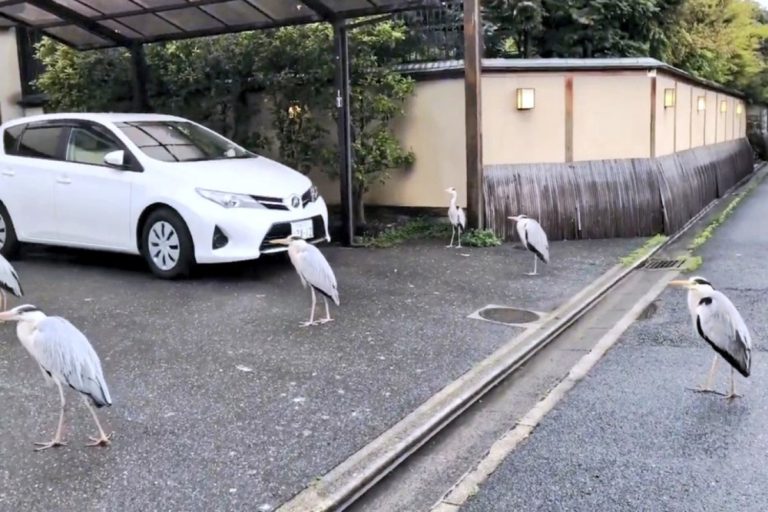 京都一條小巷弄裡竟然出現大批蒼鷺聚集！（圖／Youtube @佐々木美佳京都散歩の旅）