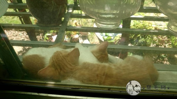 兩隻小貓出生後，某一天開始就會自己跑來網友家窗台了。（圖／貓咪社團網友授權提供）