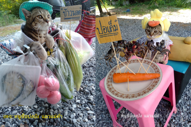 泰國貓路邊賣菜爆紅　網紅喵坐擁八萬名粉絲
