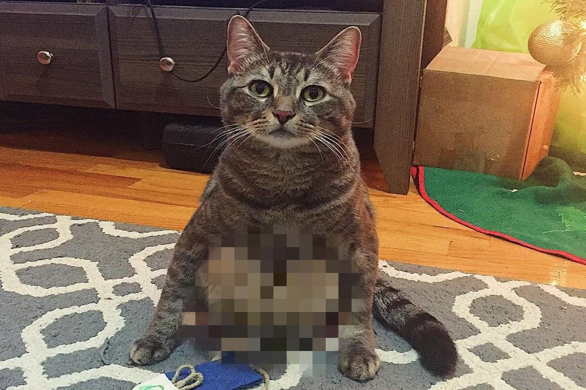 美國一對夫妻收編一隻虎斑貓後，發現牠偶爾會出現相當奇特的坐姿。（圖／IG @snozaki）