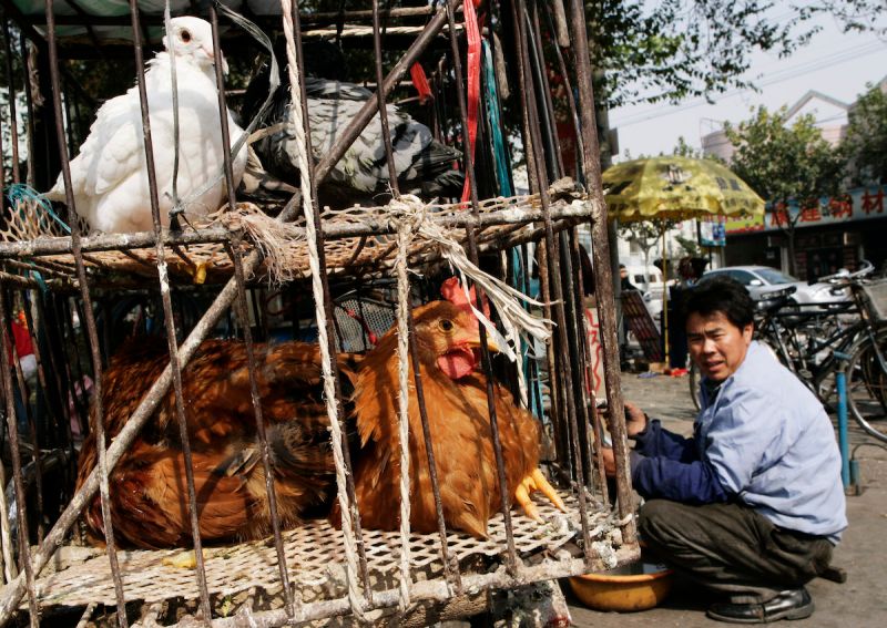 四川現H5N6禽流感「禽傳人」病例！專家：傳播風險應極低
