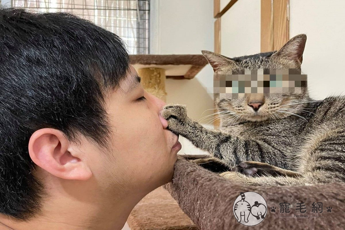 ▲虎斑貓遭防疫居家上課的奴才狂騷擾，終於忍不住「伸掌」抵抗！（圖／粉專邦邦的日常授權提供）