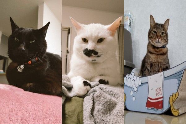 ▲推主養了三隻貓咪，分別是黑貓「Bitter」、黑白貓「Daifuku」與虎斑貓「Shimaru」。（圖／twitter