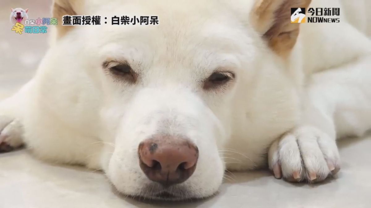 ▲網路人氣寵毛小阿呆，因為疫情在家抑鬱寡歡。（圖／白柴小阿呆授權）