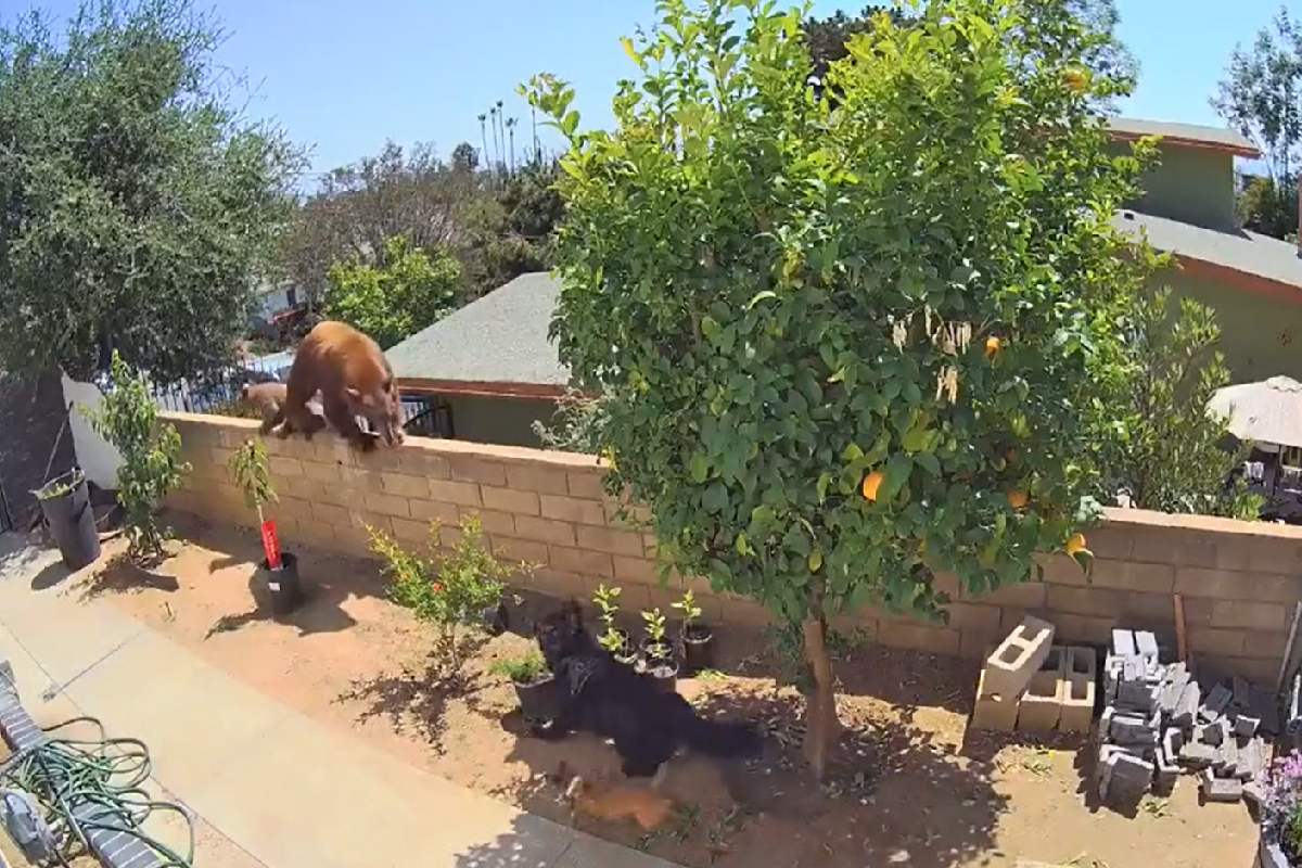 ▲少女發現庭院中竟有一隻熊正在攻擊自己的狗！（圖／TiKTok＠ bakedlikepie） 