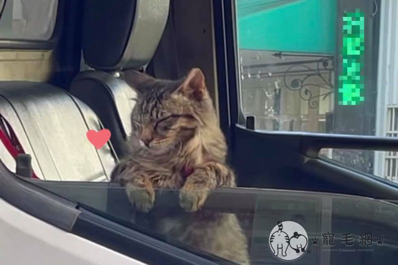 ▲網友吳小姐日前在超商門口，看見一隻貓咪趴在車窗上等飼主送貨。（圖／網友吳小姐授權提供）